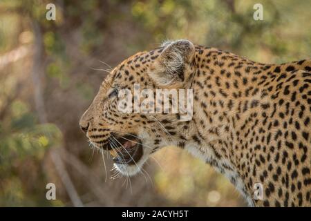 Side profile of a Leopard in the Kruger National Park Stock Photo