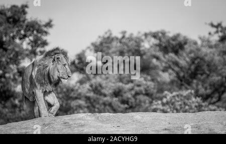 Lion on the rocks in black and white in the Kruger National Park Stock Photo