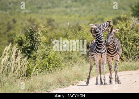 Two playing Zebras in the Kruger National Park Stock Photo
