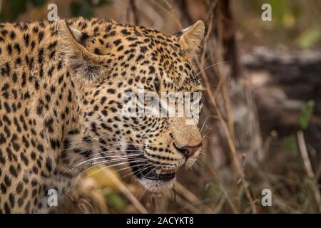 Side profile of a Leopard in the Sabi Sands. Stock Photo