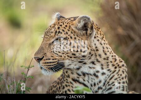 Side profile of a Leopard in the Kruger National Park. Stock Photo