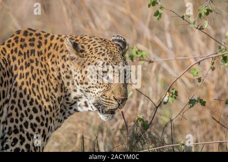 Side profile of a Leopard in the Kruger National Park. Stock Photo