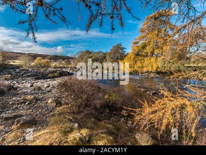 Vivid golden larch trees on the Tees riverbanks near High Force, as seen from the Pennine Way. Stock Photo