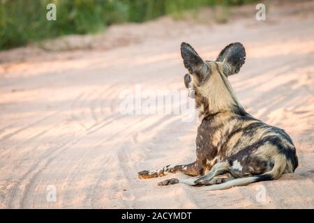 African wild dog laying in the sand in the Kruger National Park. Stock Photo