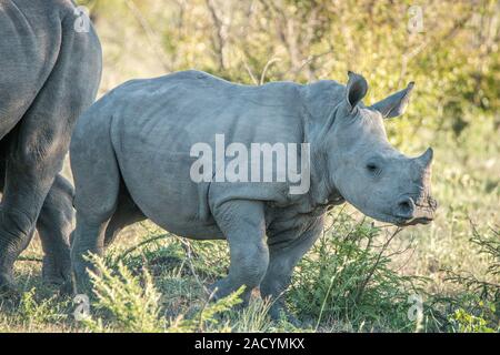 Baby White rhino in the Kruger National Park. Stock Photo