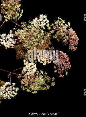 Angelica (Angelica archangelica) flowers. Stock Photo