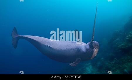 Narwhal, Monodon monoceros swimming in the ocean Stock Photo