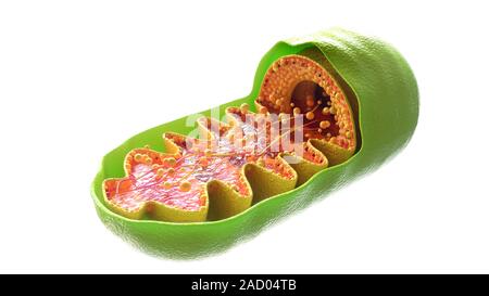 Mitochondria cell on white background - 3D Rendering Stock Photo