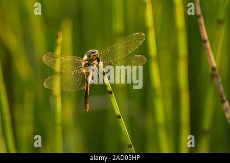 Black Darter dragonfly (Sympetrum danae) female perched on a reed at Priddy Mineries in the Mendip Hills, Somerset. Stock Photo