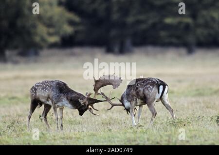 Fallow Deer, during conflict the bucks behavior escalates from groaning, parallel walks to fightingi Stock Photo