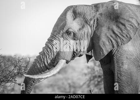 Side profile of an Elephant in black and white in the Kruger National Park. Stock Photo