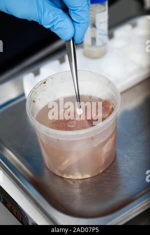 Sperm whale tissue analysis. Scientist at the National Veterinary Institute in Copenhagen examining tissue samples that were dissected from the remain Stock Photo