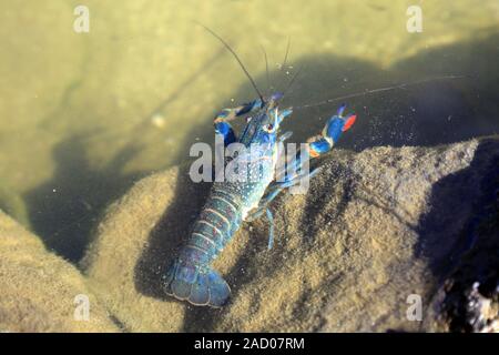 Rotscherenkrebs, Cherax quadricarinatus, Australian Red Claw Crayfish Stock Photo
