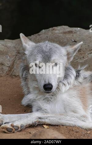 tundra wolf (Canis lupus albus), lying on sand surface Stock Photo