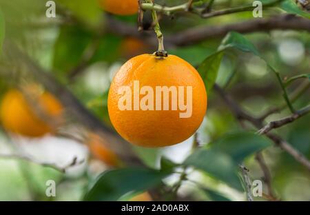 Navel orange on tree. Andalusia, Spain. Stock Photo