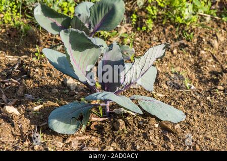 Red cabbage growing in vegetable garden. Stock Photo