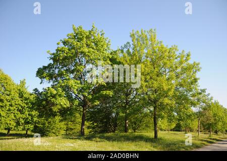 Acer platanoides, Norway maple, Acer pseudoplatanus, Sycamore maple Stock Photo