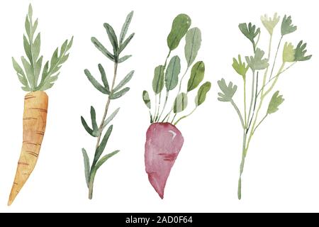 illustration of vegetables on a white background Stock Photo