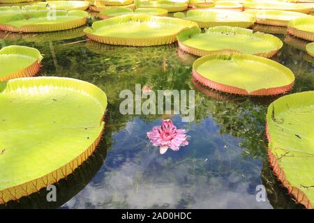 Mauritius, Pamplemousses, Botanical garden, Giant water lily, Victoria regia Stock Photo