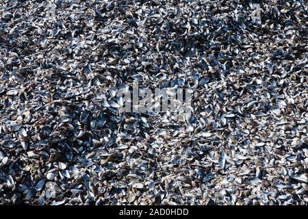 Empty mussel shells on a beach. Close-up of black mussel (Choromytilus meridionalis) shells on a beach. This species of bivalve mollusc is found only Stock Photo