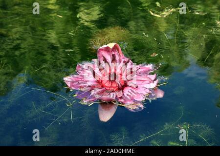 Mauritius, Bluete der Riesenseerose, Amazonian water lily, Victoria regia Stock Photo