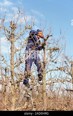 Pear orchard pruning. Farm worker pruning pear (Pyrus sp.) trees at a farm in winter. Photographed in Tulbagh, Western Cape, South Africa. Stock Photo