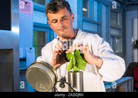 Wine research. Scientist measuring the water potential of a leaf from a grape vine (Vitis vinifera) in a lab. The water potential indicates the drough Stock Photo