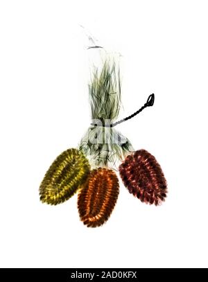 Developing maize cobs, coloured X-ray. Maize (Zea mays) is a staple part of the diet in many parts of the world, and is also used as animal feed (fodd Stock Photo
