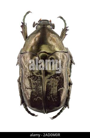 Marbled rose-chafer (Protaetia lugubris), a type of scarab beetle. Stock Photo