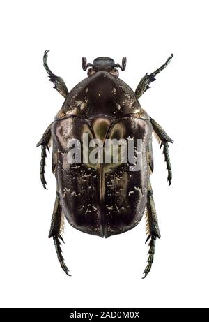 Marbled rose-chafer (Protaetia lugubris), a type of scarab beetle. Stock Photo