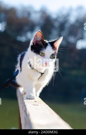 Bicolor cat walking on the edge Stock Photo