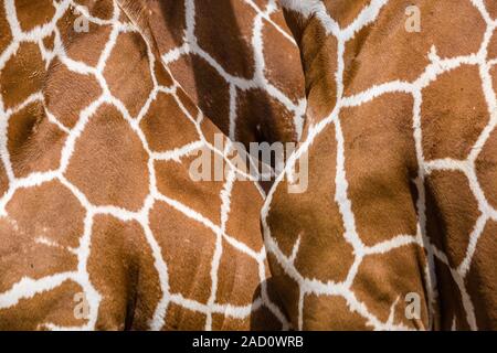 Texture of genuine leather skin of giraffe with light and dark brown spots. Stock Photo