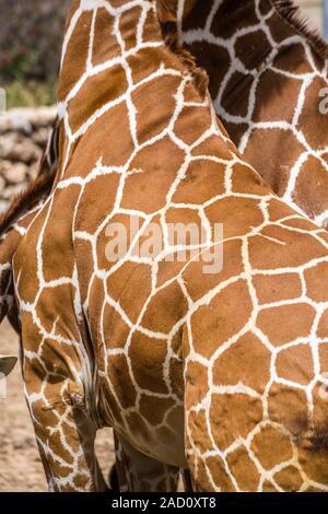 Texture of genuine leather skin of giraffe with light and dark brown spots. Stock Photo