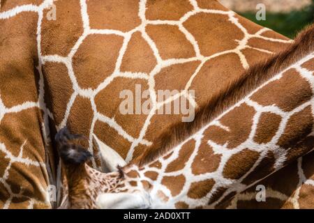 Texture of genuine leather skin of giraffe with light and dark brown spots. Stock Photo