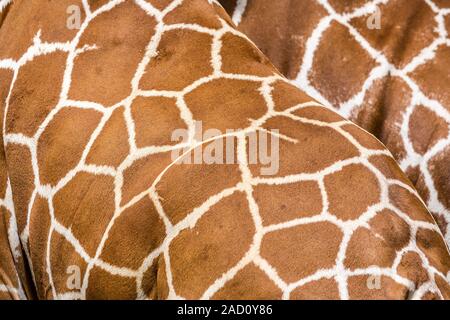 Texture of genuine leather skin of giraffe with light and dark brown spots. Stock Photo