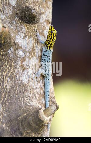 Gecko with yellow head (Lygodactylus picturatus) climbs a trunk, Zanzibar Stock Photo