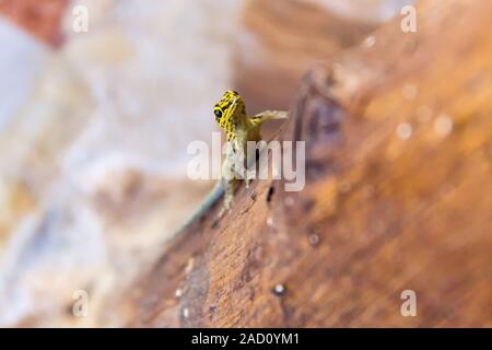 Close up of a Gecko with yellow head (Lygodactylus picturatus) on a wooden pole, Zanzibar Stock Photo