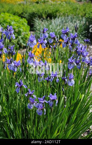 Iris missouriensis, Syn. Iris montana, Rocky-Mountain-iris, Western blue flag Stock Photo