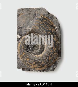 Merocanites compressus (Goniatite) shell, Carboniferous era Stock Photo