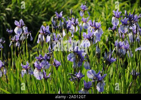 Iris missouriensis, Syn. Iris montana, Rocky-Mountain-iris, Western blue flag Stock Photo