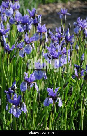 Iris missouriensis, Syn. Iris montana, Rocky-Mountain-iris, Western blue flag Stock Photo