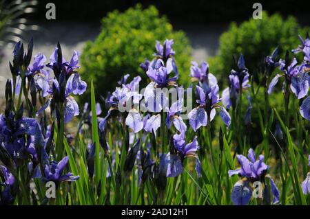 Iris missouriensis, Syn. Iris montana, Rocky-Mountain iris, Western blue flag Stock Photo