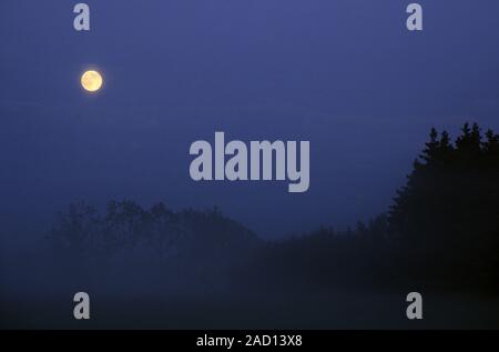 Full moon over spruce forest in the night sky / Wacken Stock Photo