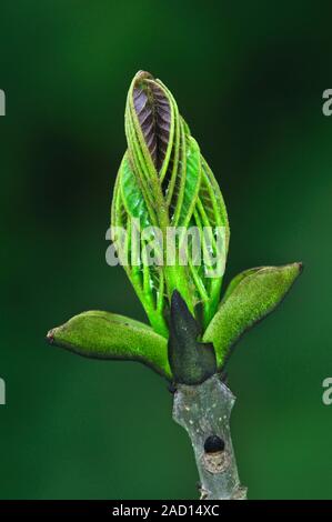 Ash foliage bud. This is a leaf bud from a European ash tree (Fraxinus excelsior). Photographed in May, in Dorset, UK. Stock Photo
