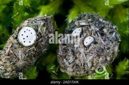 A macro image of tiny nail fungi (Poronia erici) growing on a rabbits droppings in sand dunes on the north Norfolk coast. This species is considered t Stock Photo