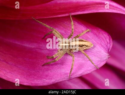 Close-up of a hunting spider, or nursery web spider (Pisaura mirabilis), resting on a bright pink flower petal in a Surrey garden in late summer. Stock Photo