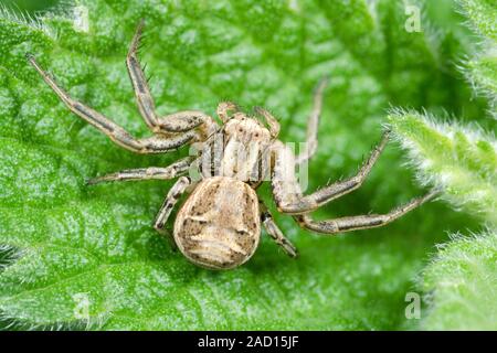 Close-up of an adult female common crab spider (Xysticus cristatus) resting on a leaf in a damp woodland habitat in Norfolk, UK. Stock Photo