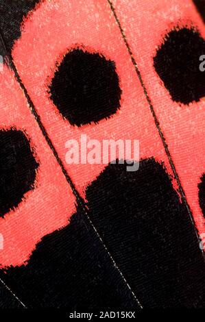 Close-up abstract image of an underside hindwing section of a Scarlet mormon butterfly (Papilio rumanzovia) showing the striking black and red marking Stock Photo