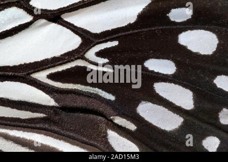 Close-up abstract image of an underside forewing section of a wood nymph butterfly (Ideopsis juventa) showing the striking black and white pattern at Stock Photo