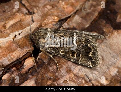 Close-up of a Straw underwing moth (Thalpophila matura) resting on pine bark in a Norfolk garden in summer. Stock Photo